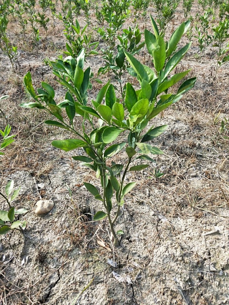 【推荐】国庆蜜桔苗柑桔苗供应(定植两年苗)产地货源欢迎来电