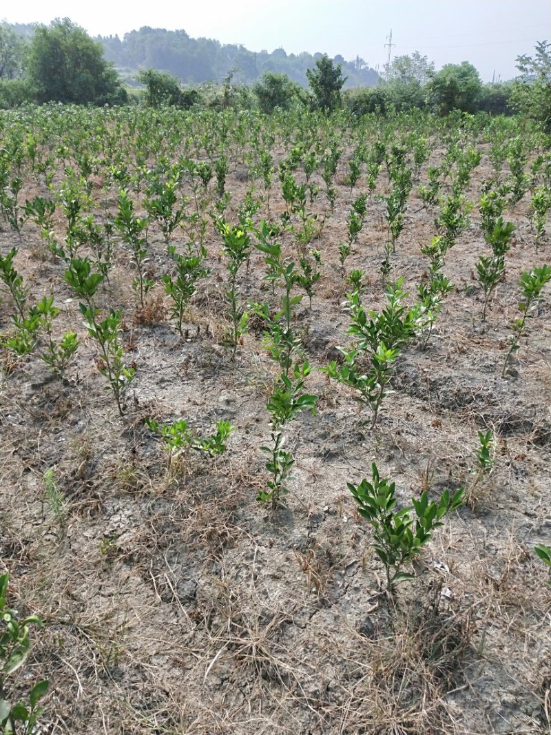 【推荐】国庆蜜桔苗柑桔苗供应(定植两年苗)产地货源欢迎来电