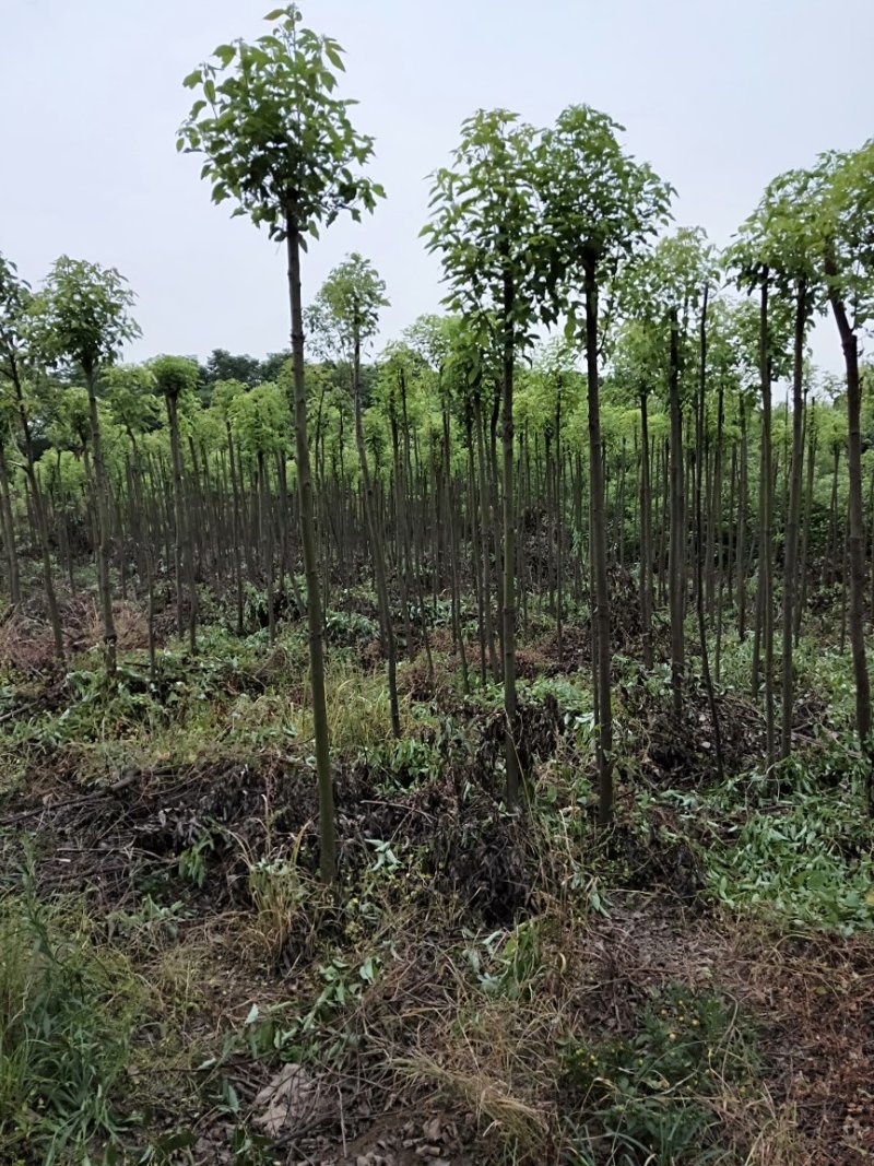 香樟苗樟树苗基地一手货源对接大型批发商采购商欢迎来电