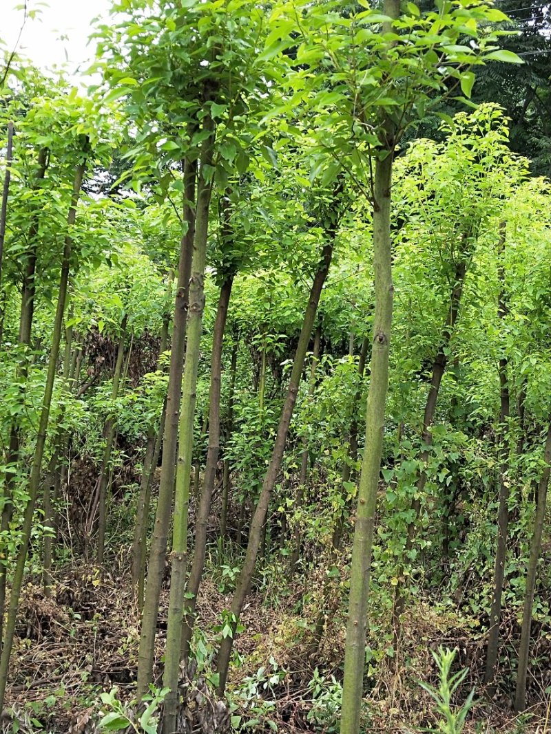 香樟苗樟树苗基地一手货源对接大型批发商采购商欢迎来电