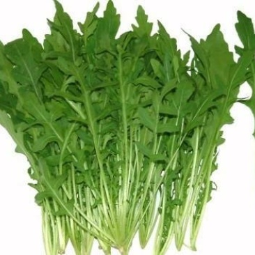 芝麻菜种子，芝麻菜，野菜种子，野菜