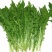 芝麻菜种子，芝麻菜，野菜种子，野菜