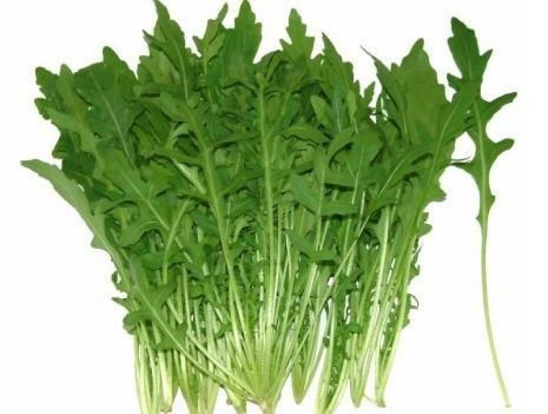 芝麻菜种子，芝麻菜，野菜种子，野菜