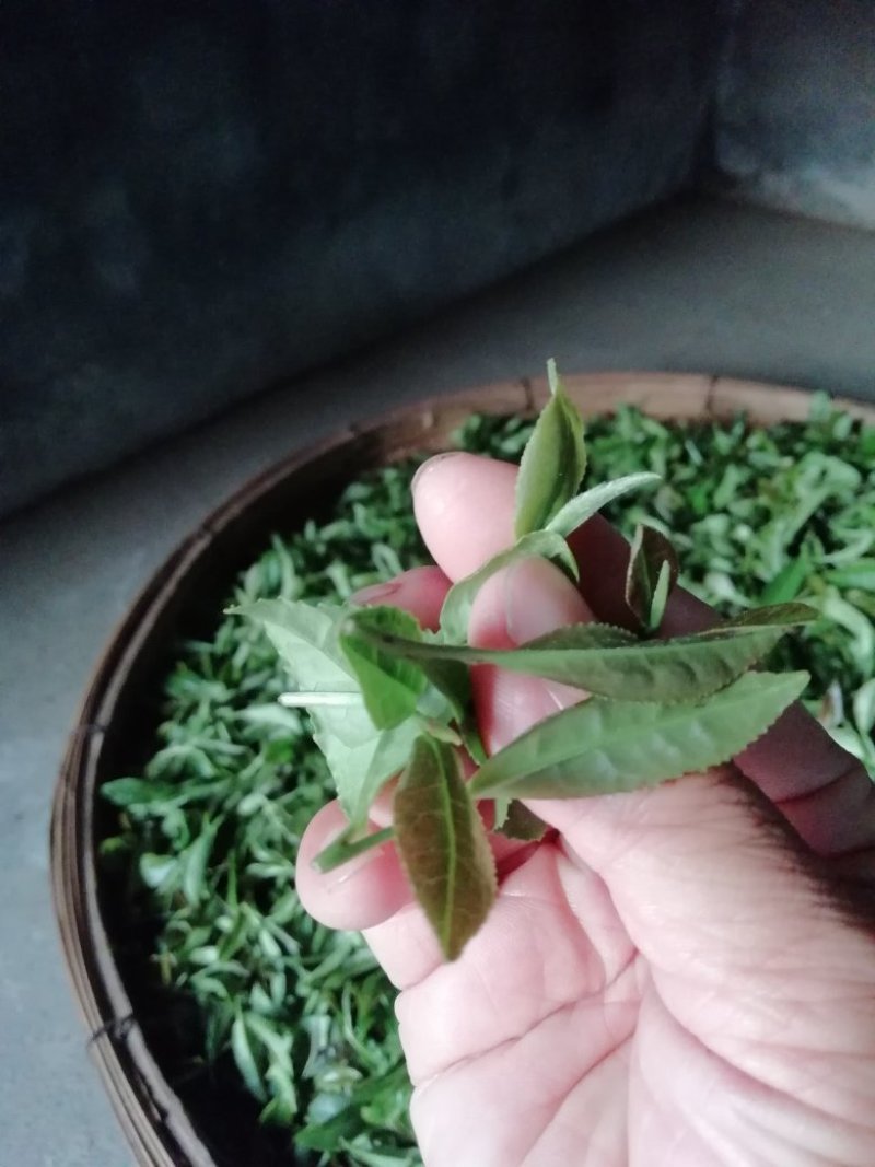 绿茶