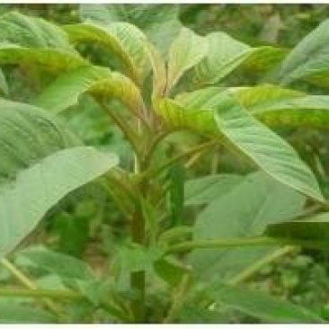 保健蔬菜种子雪樱子种子