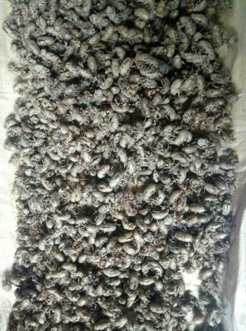 蝉蜕，大山当地自产自销含量达标大家好，我来自陕西省咸阳市