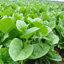 高效农业袋装保健蔬菜种子木耳菜种子