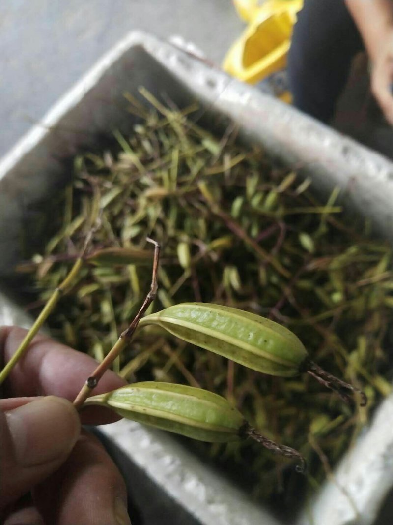白芨种子