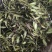 白芨种子