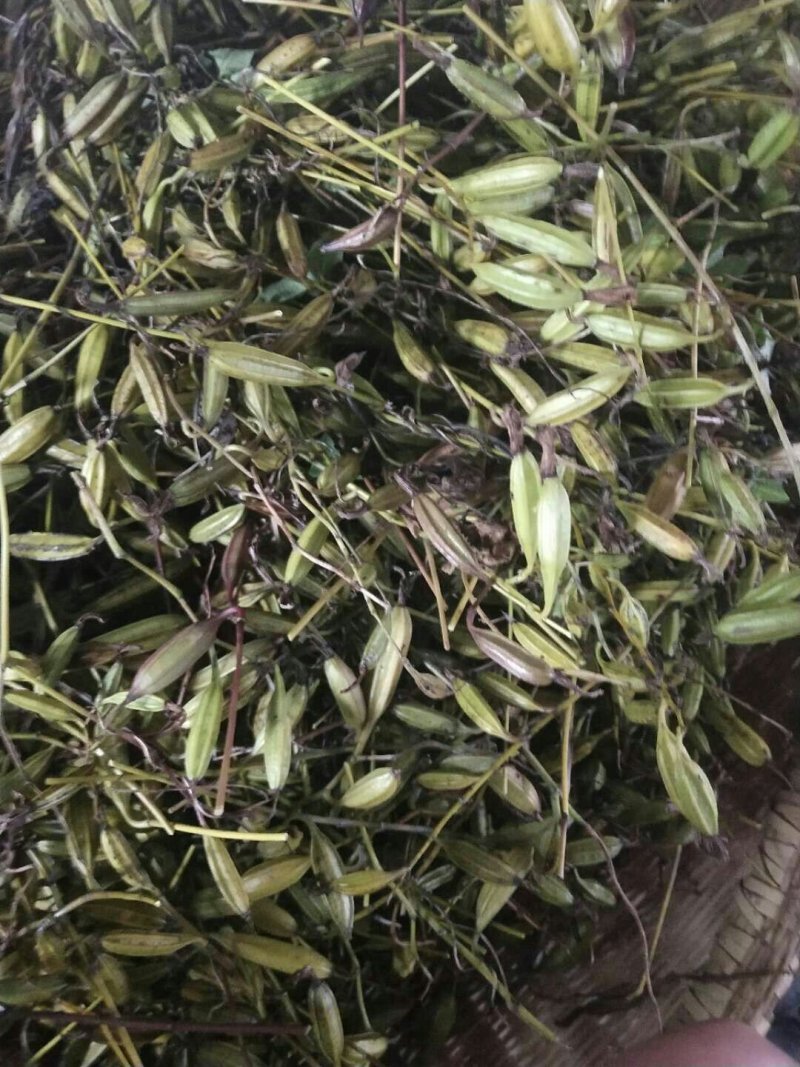 白芨种子