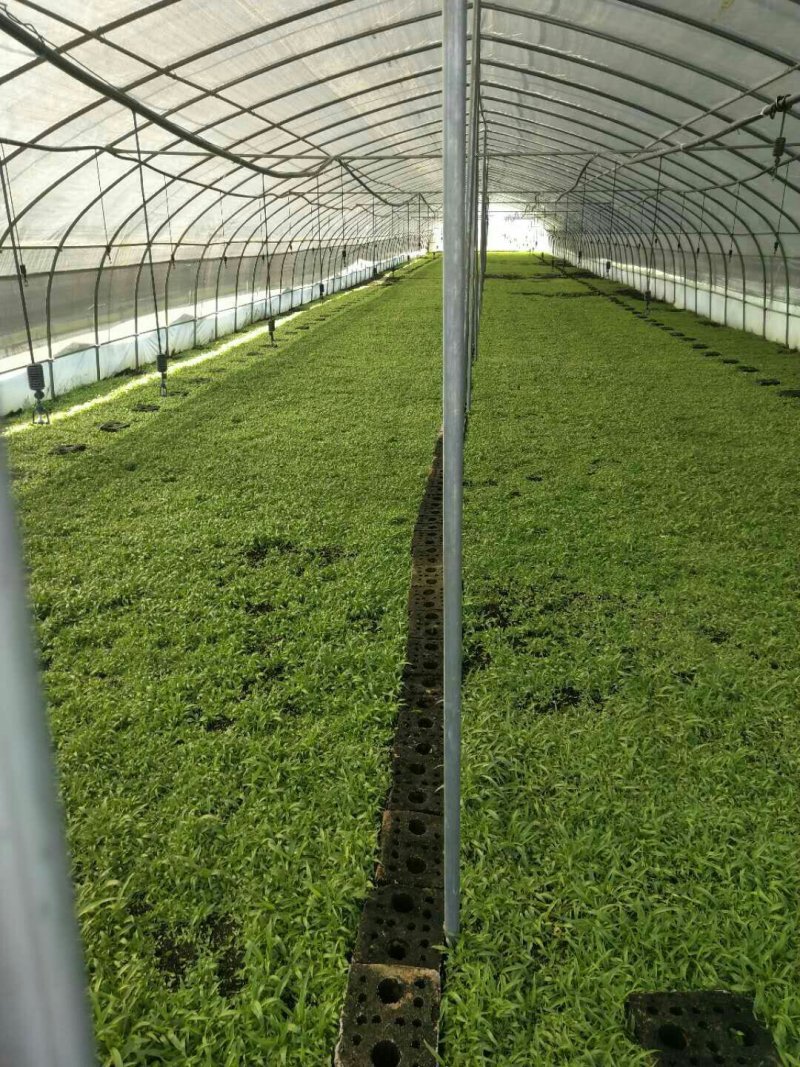 白芨种子
