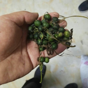黄精种子