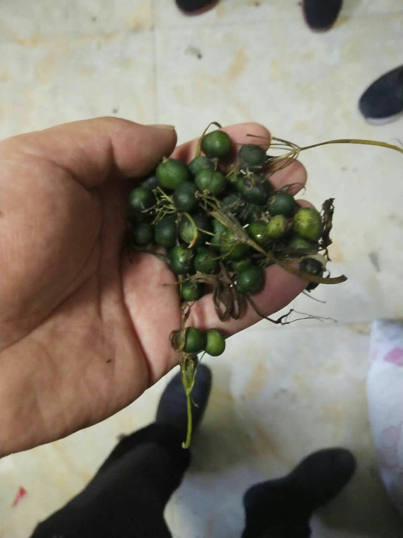 黄精种子