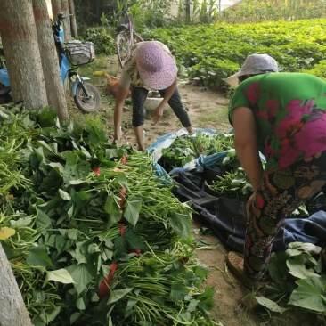 【济薯25】高淀粉脱毒红薯苗冷棚单垄单行质量保证