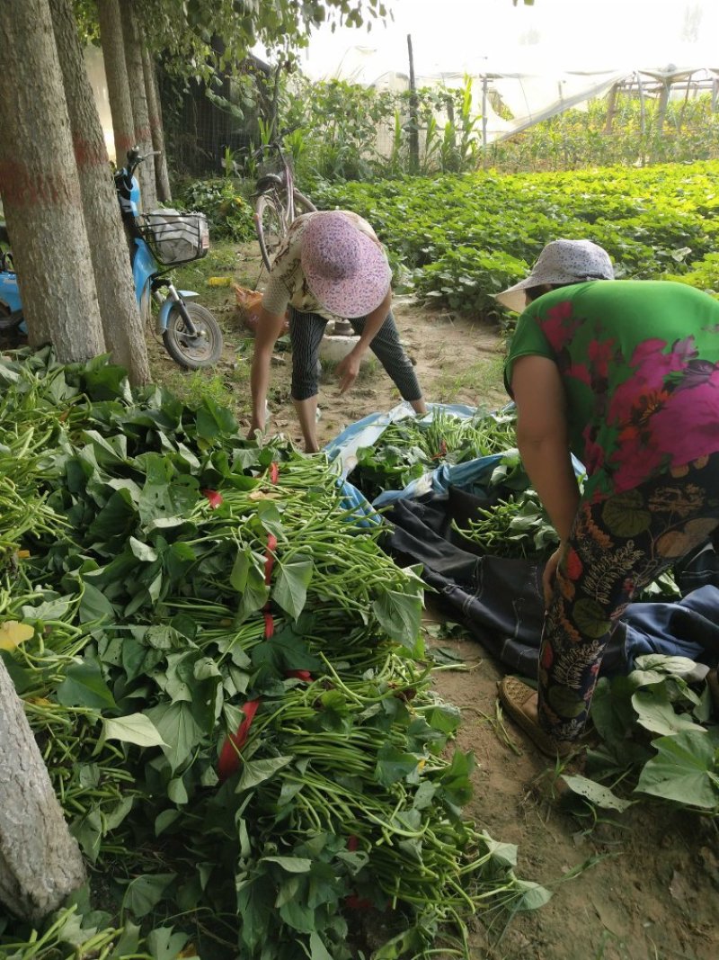 【济薯25】高淀粉脱毒红薯苗冷棚单垄单行质量保证