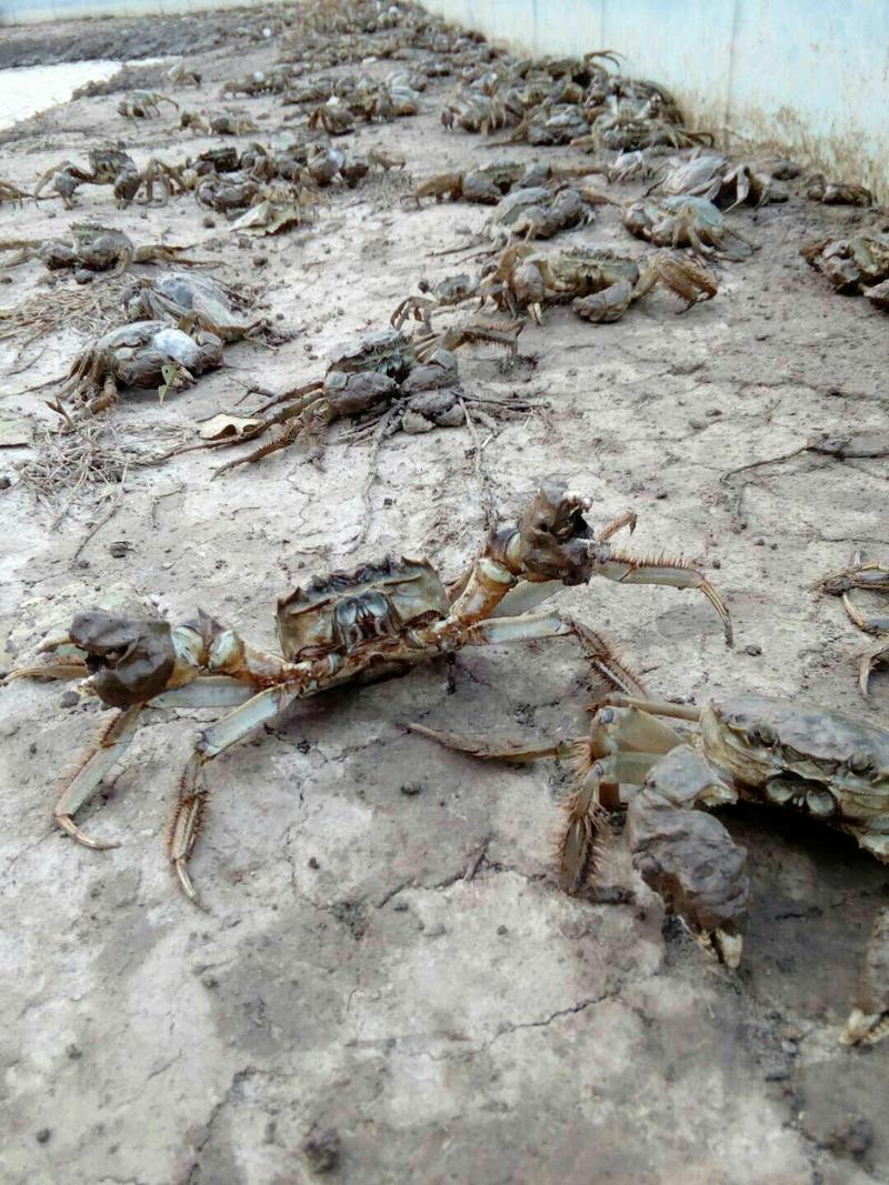盘锦河蟹货源足质量优大规格2.5母蟹