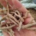 远志抽芯选货含量高量大从优健康至上莫贪便宜