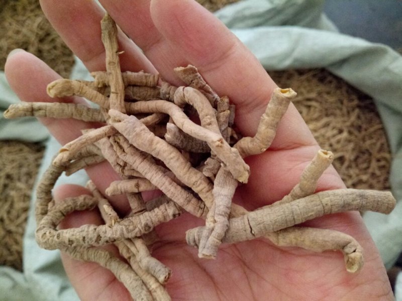 远志抽芯选货含量高量大从优健康至上莫贪便宜