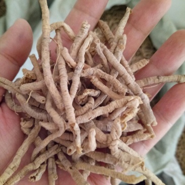 远志抽芯选货含量高量大从优健康至上莫贪便宜