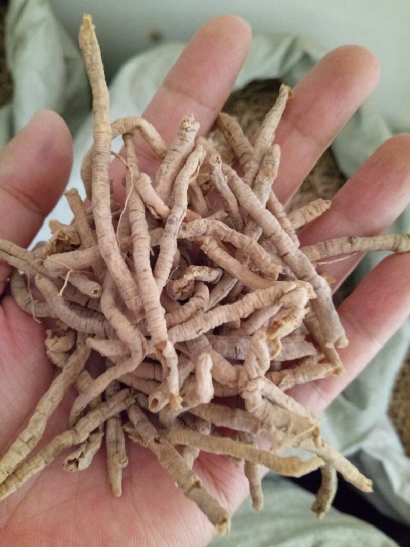 远志抽芯选货含量高量大从优健康至上莫贪便宜