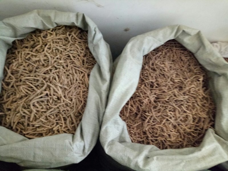 远志抽芯选货含量高量大从优健康至上莫贪便宜