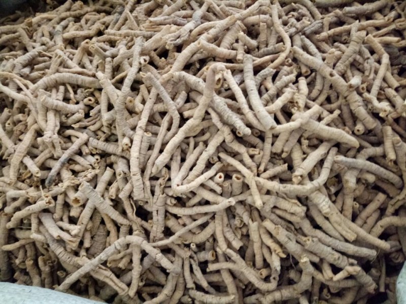 远志抽芯选货含量高量大从优健康至上莫贪便宜