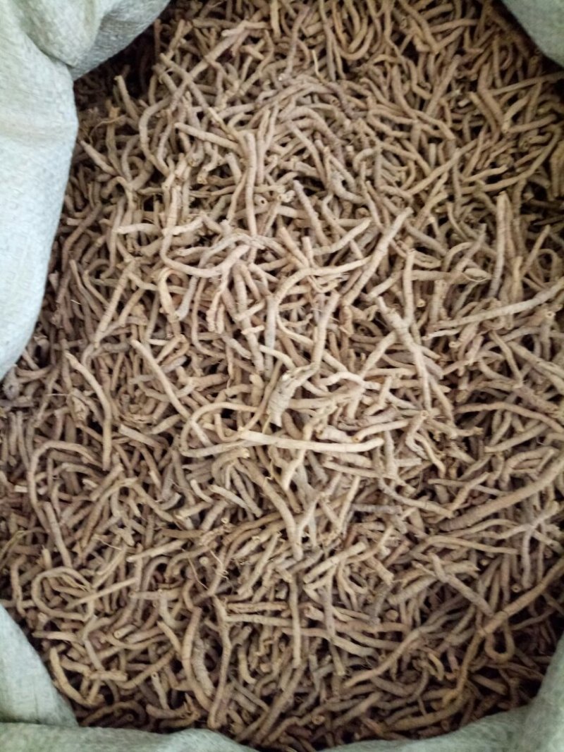 远志抽芯选货含量高量大从优健康至上莫贪便宜