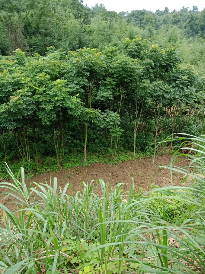 8~16栾树大量供应！