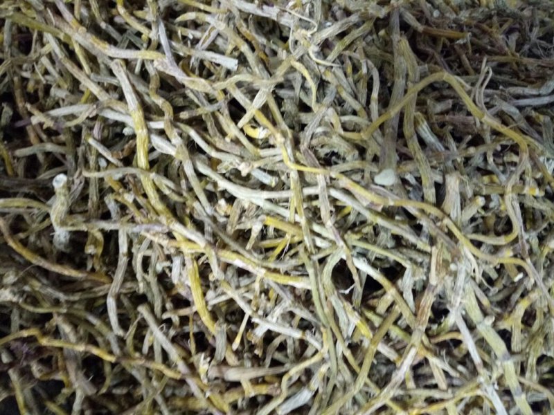 浙江铁皮石斛条胶质好量大从优欢迎选购