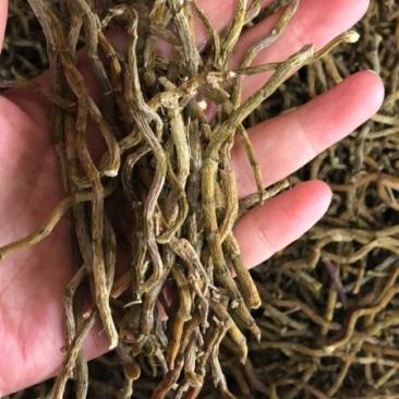 浙江铁皮石斛条胶质好量大从优欢迎选购