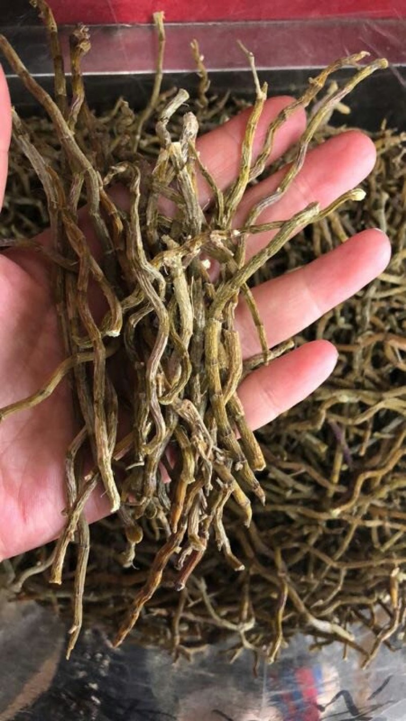 浙江铁皮石斛条胶质好量大从优欢迎选购
