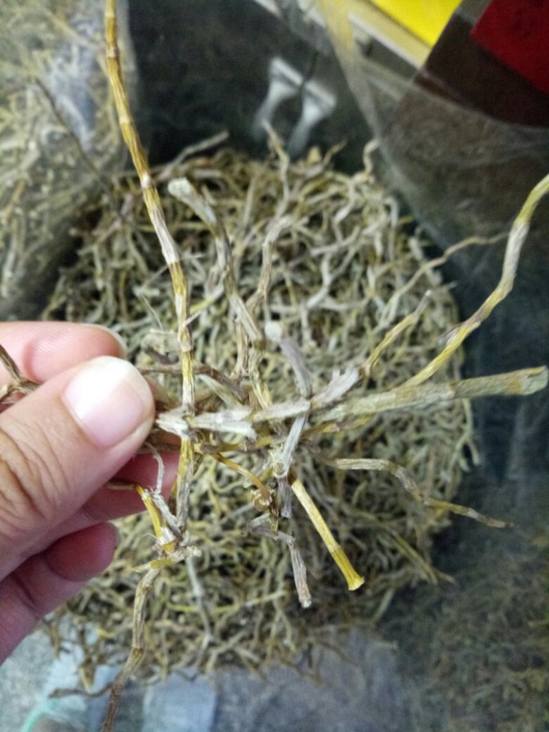 浙江铁皮石斛条胶质好量大从优欢迎选购