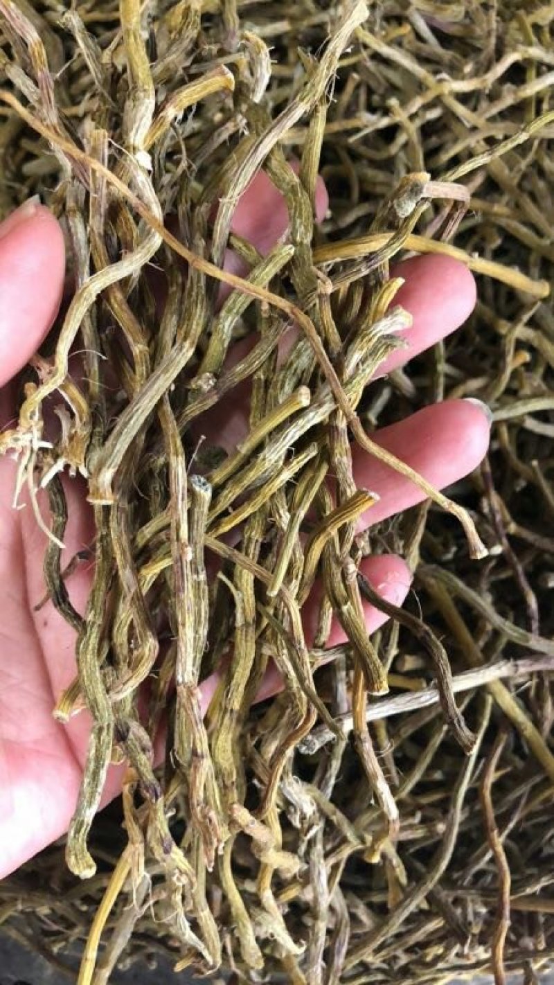 浙江铁皮石斛条胶质好量大从优欢迎选购