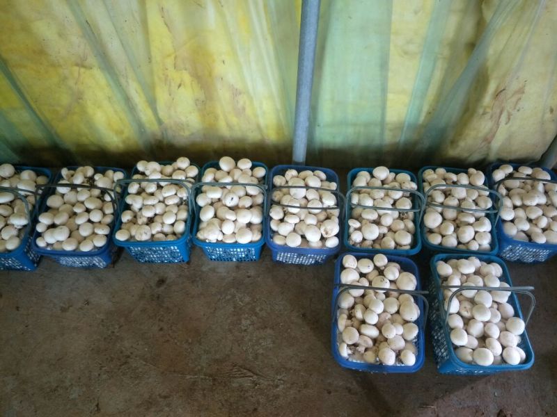 双胞菇已上市欢迎朋友们光临