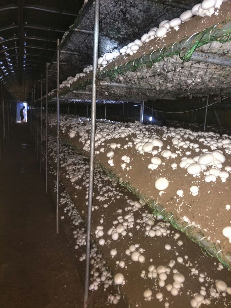 双胞菇已上市欢迎朋友们光临