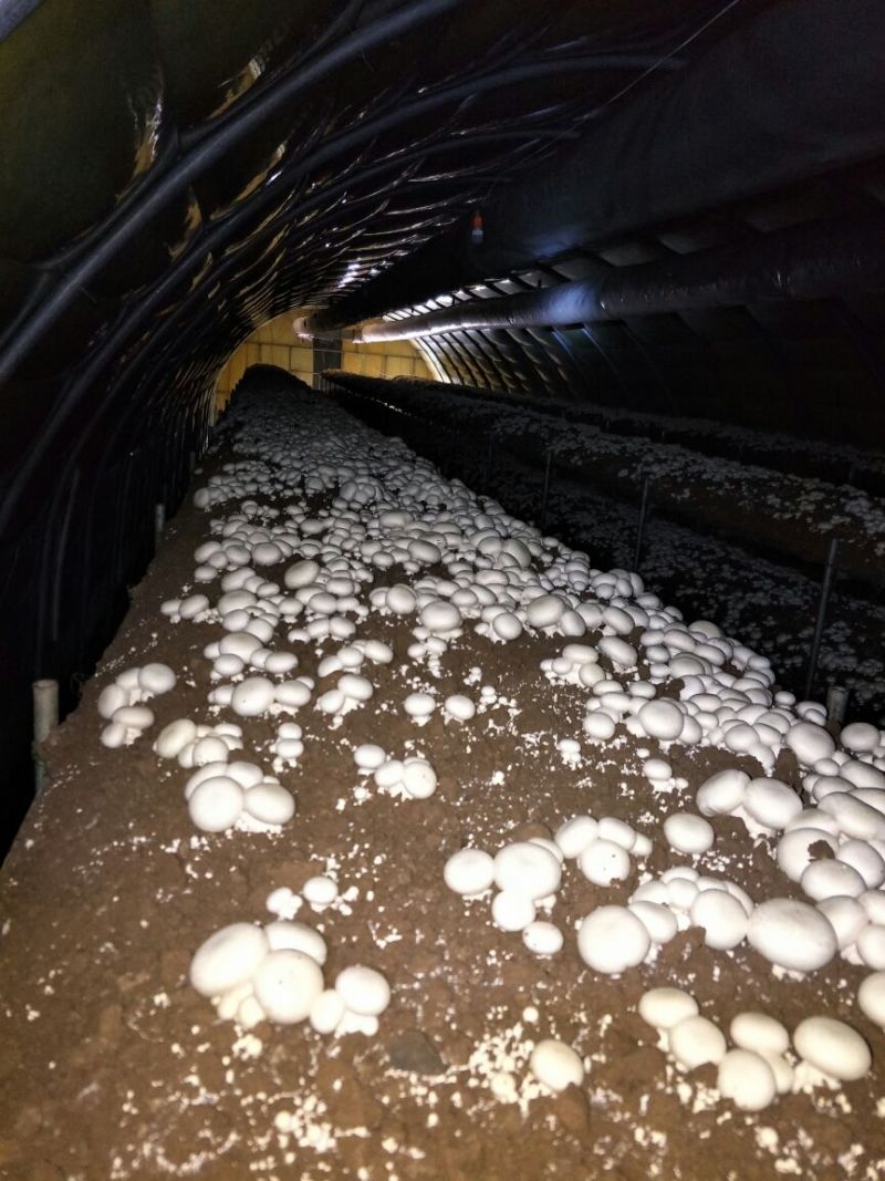双胞菇已上市欢迎朋友们光临