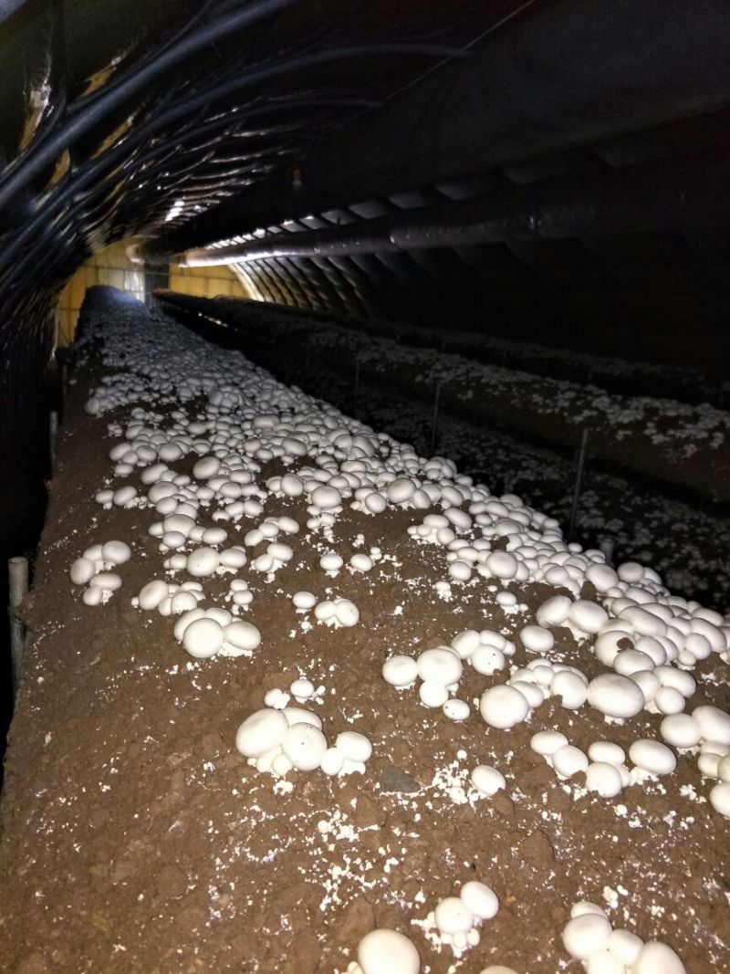 双胞菇已上市欢迎朋友们光临