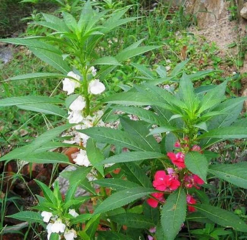 凤仙花种子花卉种子发芽快发芽率高1－2斤/亩