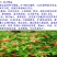凤仙花种子花卉种子发芽快发芽率高1－2斤/亩