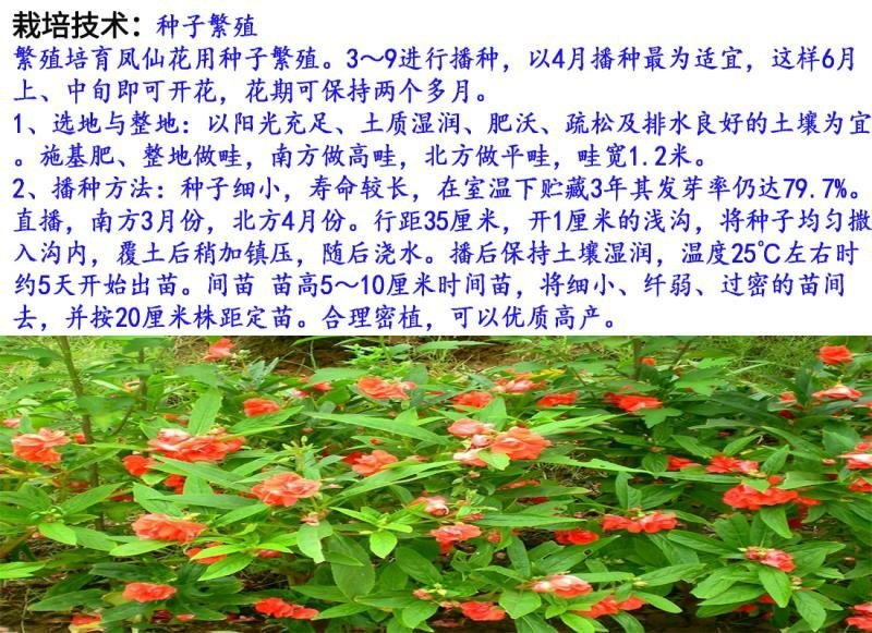 凤仙花种子花卉种子发芽快发芽率高1－2斤/亩