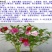 凤仙花种子花卉种子发芽快发芽率高1－2斤/亩