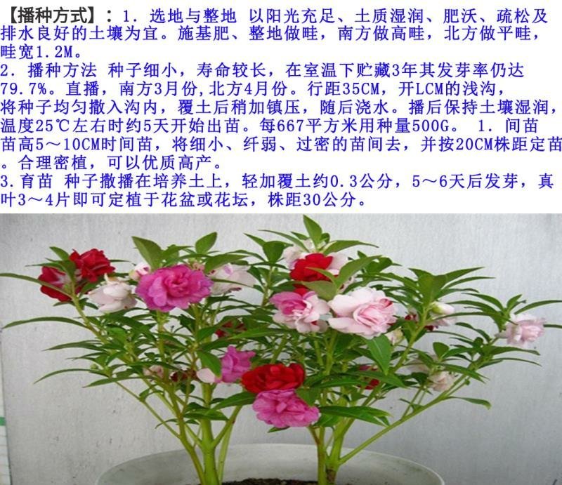凤仙花种子花卉种子发芽快发芽率高1－2斤/亩