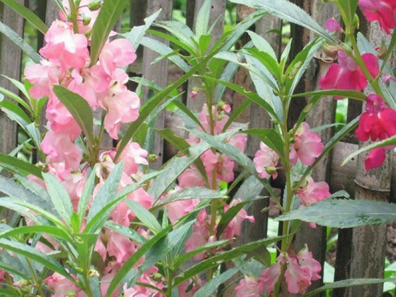 凤仙花种子花卉种子发芽快发芽率高1－2斤/亩