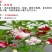 凤仙花种子花卉种子发芽快发芽率高1－2斤/亩