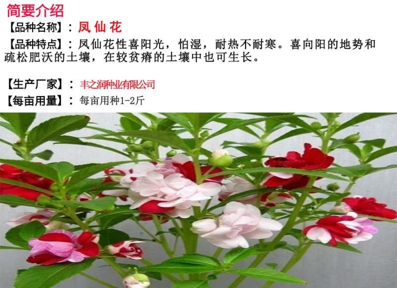 凤仙花种子花卉种子发芽快发芽率高1－2斤/亩