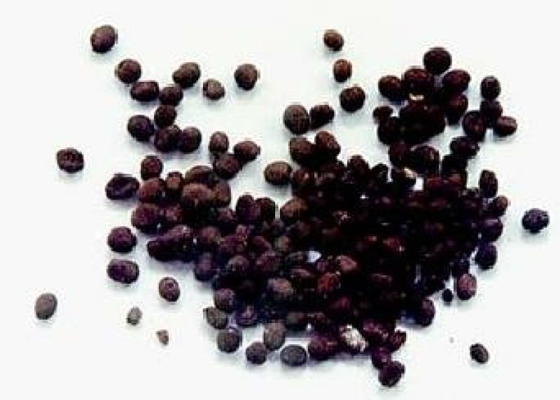 凤仙花种子花卉种子发芽快发芽率高1－2斤/亩