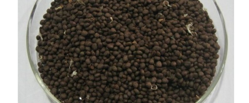 凤仙花种子花卉种子发芽快发芽率高1－2斤/亩