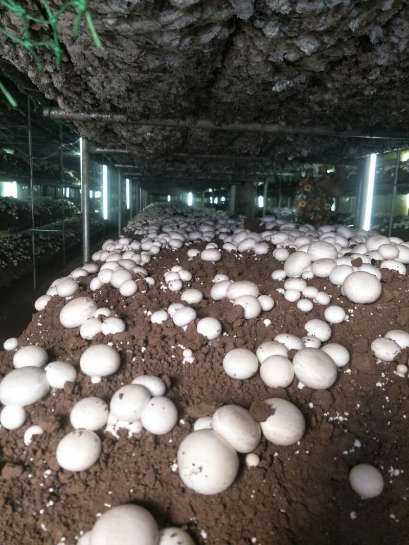 双胞菇已上市欢迎朋友们光临