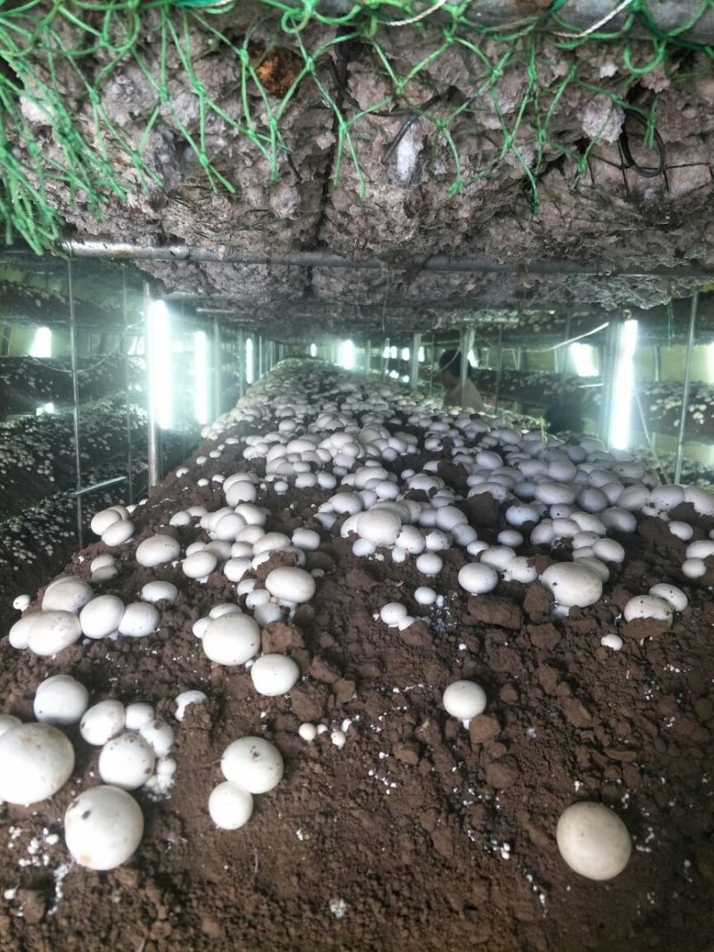 双胞菇已上市欢迎朋友们光临