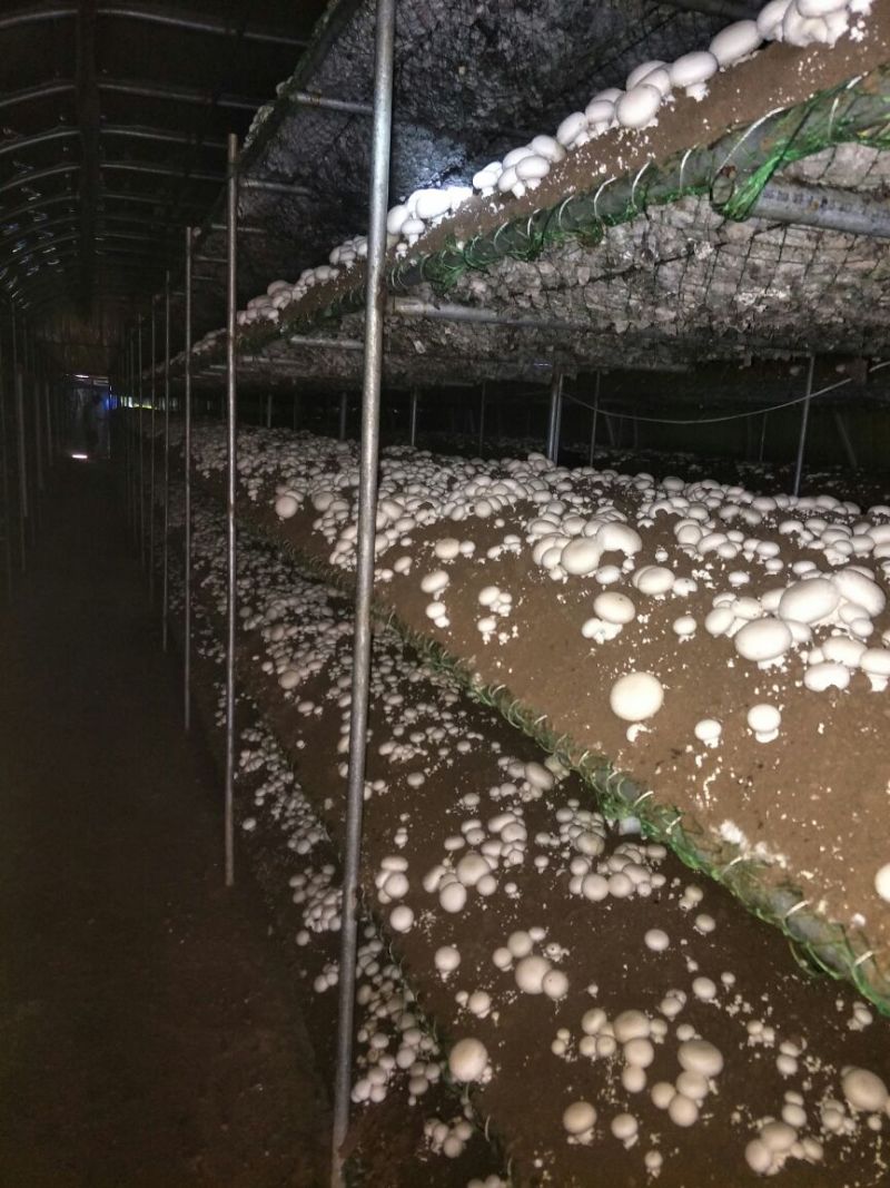 双胞菇已上市欢迎朋友们光临